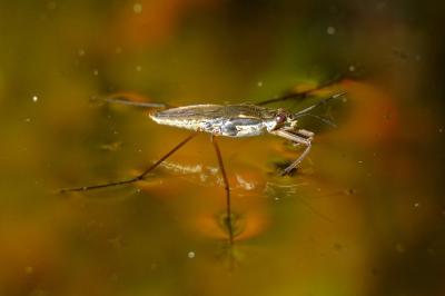 <i>Gerris lacustris</i>