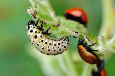 <i>Chrysomela populi</i>