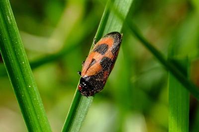 <i>Haematoloma dorsata</i>