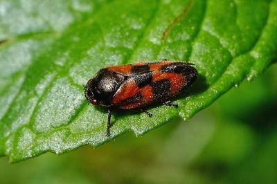 <i>Haematoloma dorsata</i>