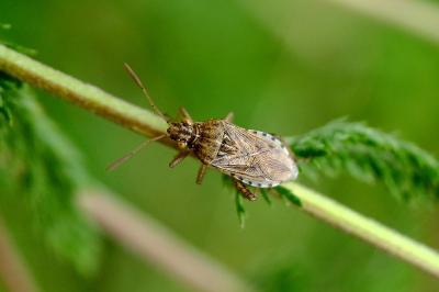 <i>Stictopleurus</i>
