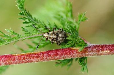 <i>Stictopleurus</i>