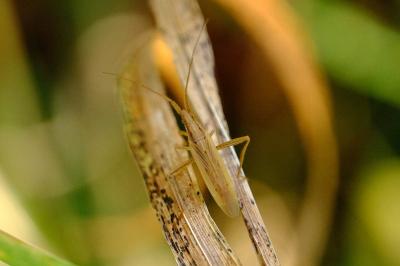 <i>Stenodema</i>