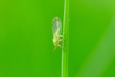 <i>Amphipsylla</i>