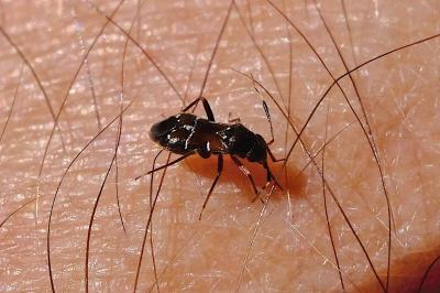<i>Pilophorus</i>