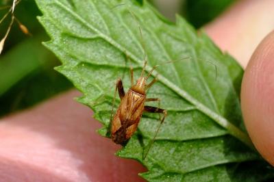 <i>Phytocoris</i>