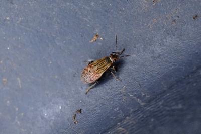 <i>Peritrechus</i>