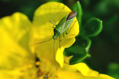 <i>Calocoris affinis</i>