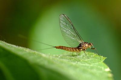 <i>Baetis</i>