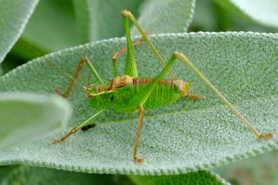 <i>Leptophyes punctatissima</i>