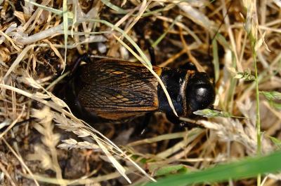 <i>Gryllus campestris</i>