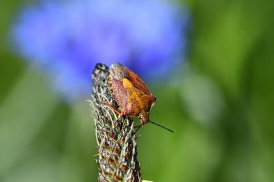 <i>Carpocoris purpureipennis</i>