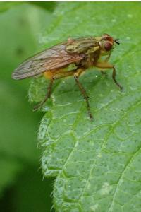 <i>Scathophaga stercoraria</i>