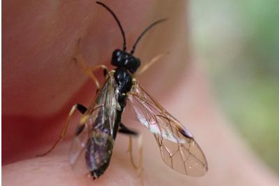 <i>Emphytus cingulatus</i>