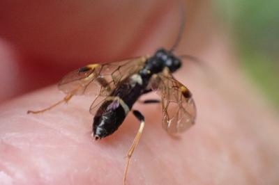 <i>Emphytus cingulatus</i>