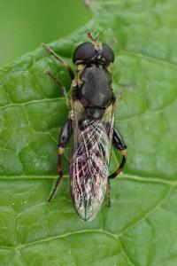 <i>Syritta pipiens</i>