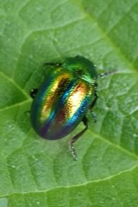 <i>Chrysolina fastuosa</i>