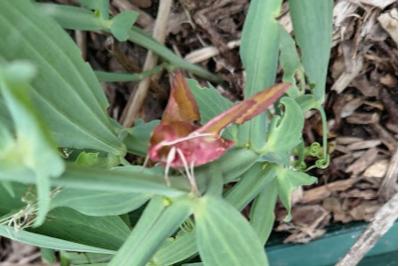 <i>Deilephila porcellus</i>