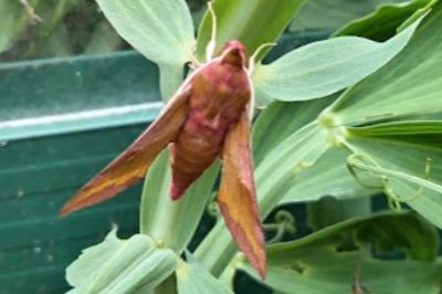 <i>Deilephila porcellus</i>