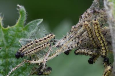 <i>Aglais urticae</i>