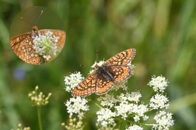 <i>Euphydryas aurinia</i>
