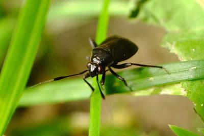 <i>Orthocephalus</i>