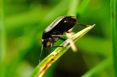 <i>Orthocephalus</i>