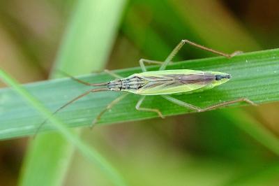 <i>Notostira</i>