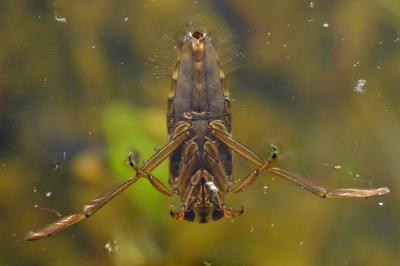 <i>Notonecta</i>