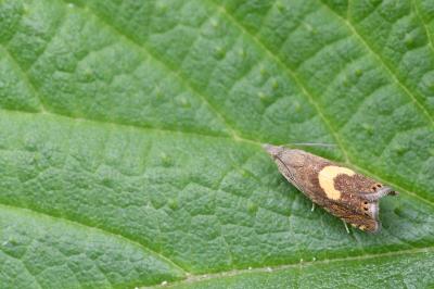 <i>Dichrorampha petiverella</i>
