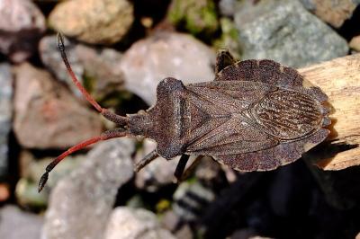 <i>Enoplops scapha</i>