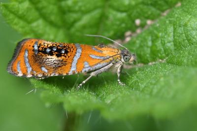<i>Olethreutes arcuella</i>