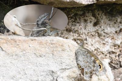 <i>Lasiommata maera</i>
