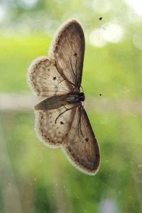 <i>Idaea seriata</i>