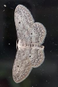 <i>Idaea seriata</i>