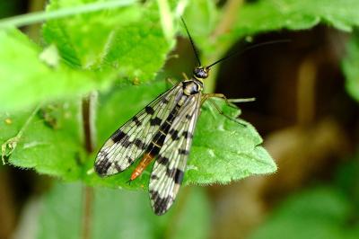<i>Panorpa vulgaris</i>