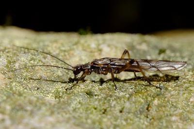 <i>Protonemura</i>