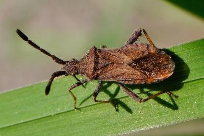 <i>Coriomeris affinis</i>