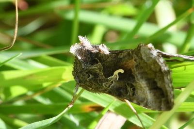 <i>Autographa gamma</i>
