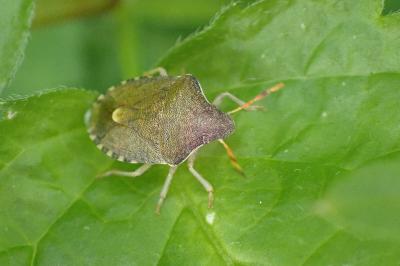 <i>Peribalus strictus</i>