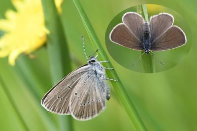 <i>Cupido minimus</i>