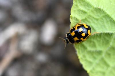 <i>Propylea quatuordecimpunctata</i>