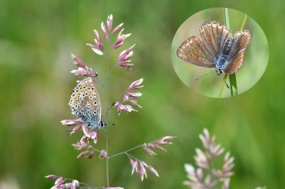 <i>Polyommatus icarus</i>