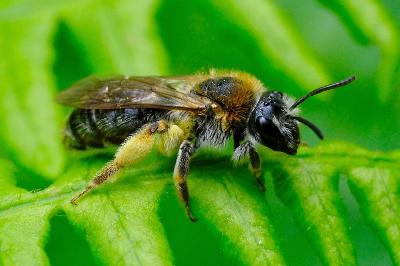 <i>Andrena haemorrhoa</i>