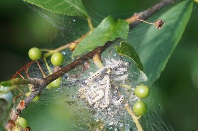<i>Yponomeuta evonymella</i>