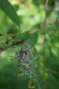 <i>Yponomeuta evonymella</i>