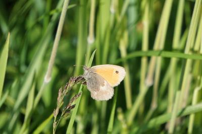 <i>Coenonympha pamphilus</i>