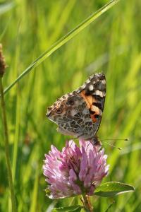 <i>Vanessa cardui</i>