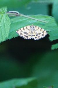 <i>Pseudopanthera macularia</i>