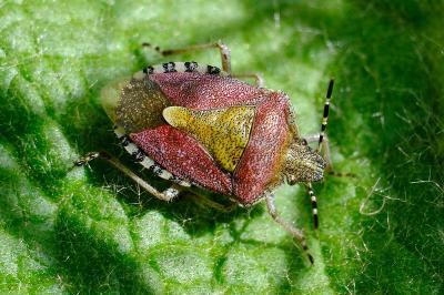 <i>Dolycoris baccarum</i>